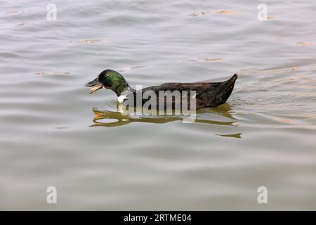 Les canards vivent librement sur la surface de l'eau d'un parc, en Chine Banque D'Images