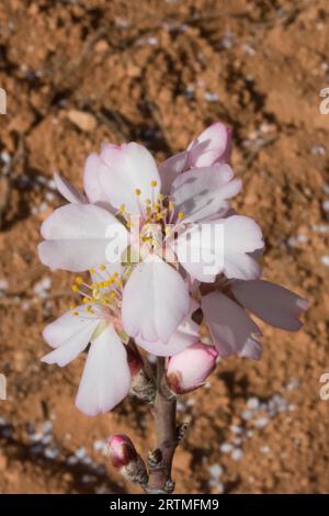 Flor de almendro en febrero Banque D'Images