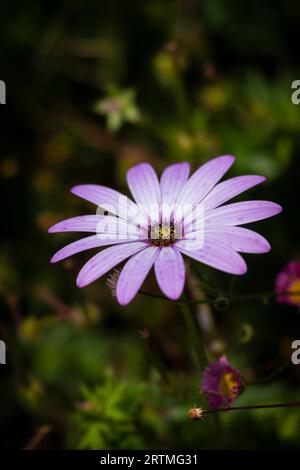 Un gros plan d'une fleur africaine d'Osteospermum Daisy. Banque D'Images