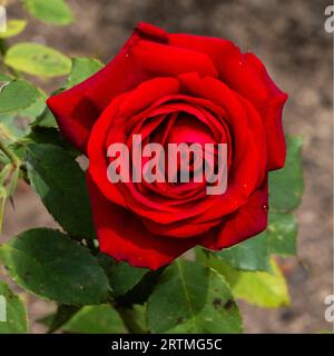 Royal William Rose pousse dans un jardin à Newquay en Cornouailles au Royaume-Uni. Banque D'Images