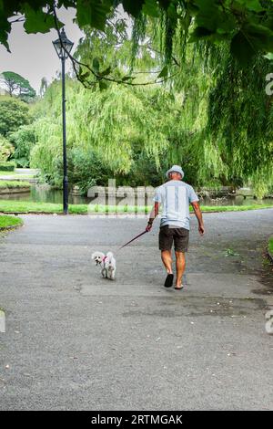 Un homme promenant un chien animal de compagnie Bicon Frise en laisse dans Trenance Park à Newquay en Cornouailles au Royaume-Uni. Banque D'Images