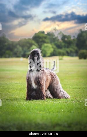 Majestueux portrait de chien afghan d'un champion d'exposition canine Banque D'Images