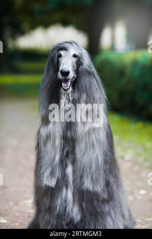 Majestueux portrait de chien afghan d'un champion d'exposition canine Banque D'Images