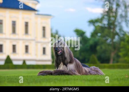 Majestueux portrait de chien afghan d'un champion d'exposition canine Banque D'Images