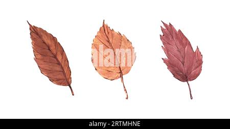 Aquarelle orange réaliste bel ensemble d'automne avec des feuilles. Illustration dessinée à la main isolée sur fond blanc. Parfait pour menu café, modèle Banque D'Images