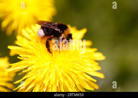 Photo en gros plan d'une pollinisation de mouche et fleur jaune, image macro d'insecte. Les Contamines. France. Banque D'Images