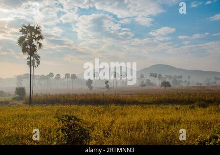 Palmiers dans le brouillard Banque D'Images