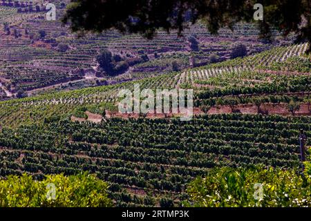 Vignobles dans la vallée du Douro au cœur de la région viticole du Haut-Douro. Portugal. Banque D'Images