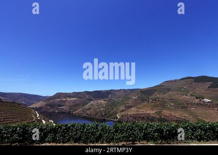 Vignobles dans la vallée du Douro au cœur de la région viticole du Haut-Douro. Portugal. Banque D'Images