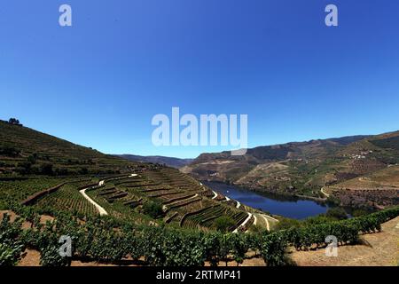 Vignobles dans la vallée du Douro au cœur de la région viticole du Haut-Douro. Portugal. Banque D'Images