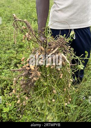 Homme transportant des arachides fraîchement récoltées près de Fatick, Sénégal Banque D'Images