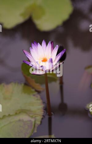 Fleur de lotus rose avec bourgeon dans l'étang. Banque D'Images