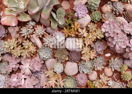 Plantes succulentes miniatures au jardin. Dalat. Vietnam. Banque D'Images