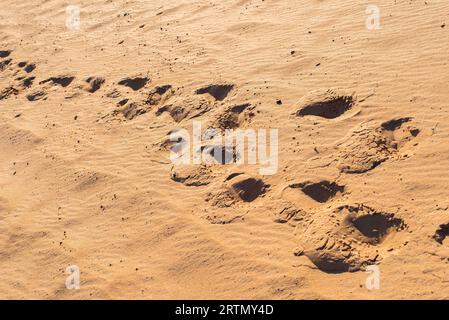 Laissant des traces du sable Banque D'Images