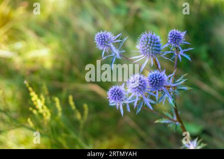 Fleurs sauvages. Eryngium planum. Houx bleu de mer, fleurs violettes de houx. Effet de lumière d'été, vue macro. Banque D'Images