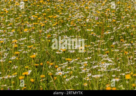 Prairie avec diverses fleurs colorées Banque D'Images