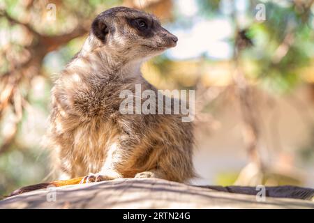 Capturé dans la nature : suricate se prélasser sur une souche en bois Banque D'Images