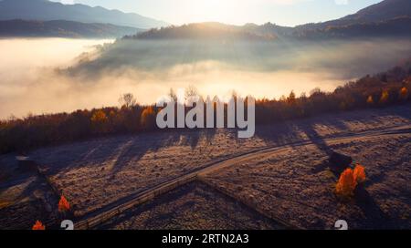 Golden Dawn in the Mountains : arbres jaunes vibrants, brume matinale et éveil de la forêt Banque D'Images