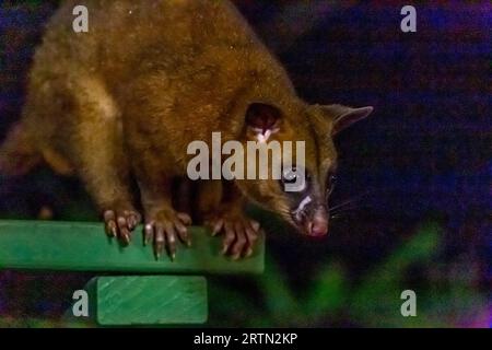 Gros plan d'opossums brushtail assis sur une table de pique-nique, Australie. Banque D'Images