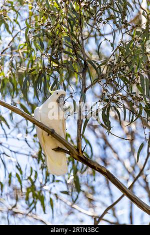 Cockatoo à crête de soufre assis sur Branch and Feeding, territoire de la capitale, Australie. Banque D'Images