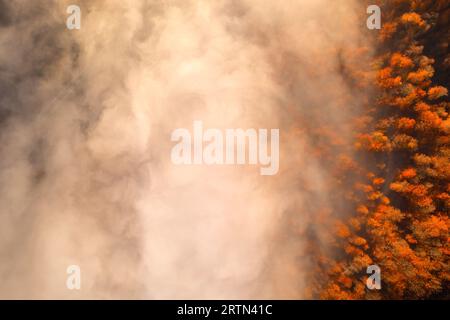 Élégance dorée : le lever du soleil illumine la forêt de Misty Mountain dans la splendeur de l'automne Banque D'Images