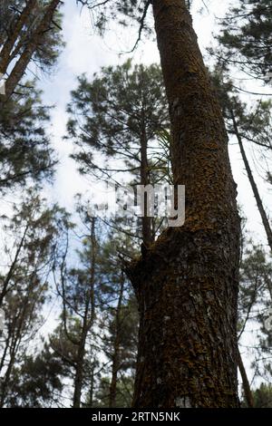 Le soleil brille à travers les pins dans la forêt de pins, Mangunan, Indonésie Banque D'Images