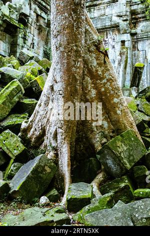 Les ruines du temple Beng Mealea ou Boeng Meale se trouvent à environ 40 km d'Angkor. En grande partie intacte, c'est une oasis de calme. Banque D'Images