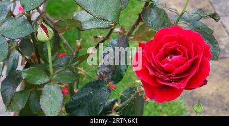 Rose rouge simple - image de bannière de fond Banque D'Images