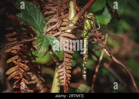 Monde miniature enchanteur : Dragonfly et Fern en macro Focus Banque D'Images