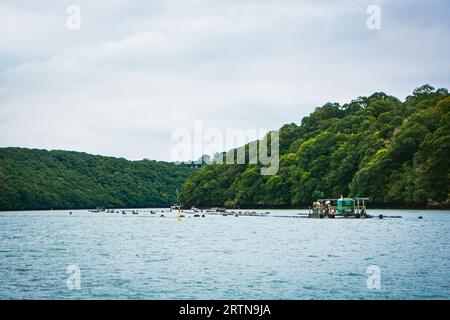 River FAL, Cornouailles, Royaume-Uni - août 2023 : traversée du King Harry Ferry Bridge de Feock à Phillieigh. Son ferry à chaîne de véhicules. Banque D'Images