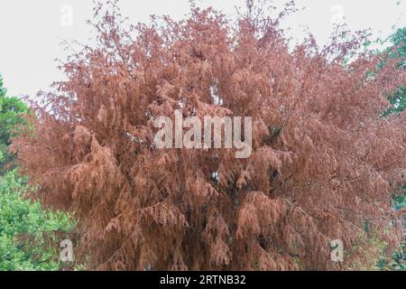 Concept de fond d'écran de saison d'automne d'arbre de feuilles marron à l'intérieur de la forêt de parc. Banque D'Images