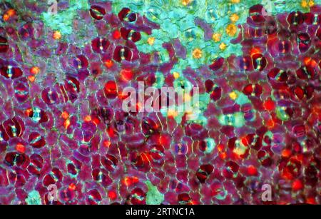 L'image présente des stomates dans l'épiderme foliaire de Croton, photographiés au microscope en lumière polarisée à un grossissement de 100X. Banque D'Images