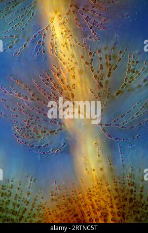 L'image présente Batrachospermum sp., une sorte d'algue rouge, photographiée au microscope en lumière polarisée à un grossissement de 200X. Banque D'Images