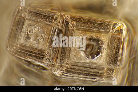 L'image présente des cristaux de sel de cuisine recristallisé, photographiés au microscope en lumière polarisée à un grossissement de 100X. Banque D'Images