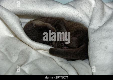 Loutre eurasienne (Lutra lutra) petit de 5 semaines avec un œil ouvert. Banque D'Images