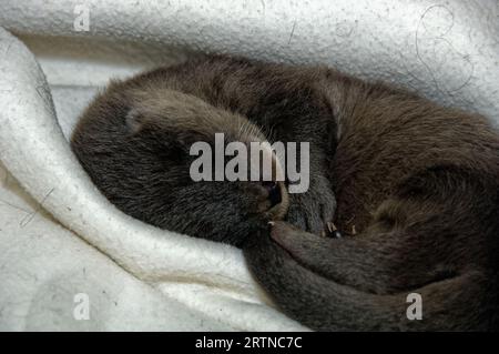 Loutre eurasienne (Lutra lutra) petit de 5 semaines avec un œil ouvert. Banque D'Images