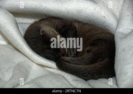 Loutre eurasienne (Lutra lutra) petit de 5 semaines avec un œil ouvert. Banque D'Images