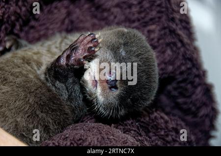 Loutre eurasienne (Lutra lutra) petit de 5 semaines avec un œil ouvert. Banque D'Images
