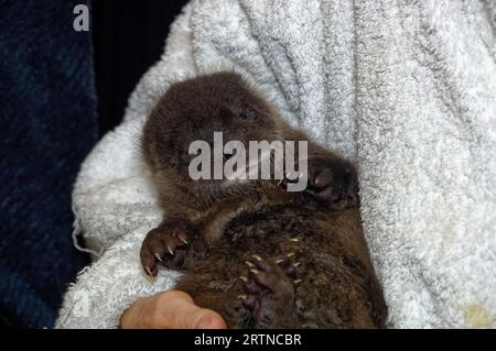 Loutre eurasienne (Lutra lutra) petit de 5 semaines avec un œil ouvert. Banque D'Images