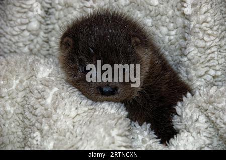 Eurasian Otter (Lutra lutra) 8 semaines orphelin, enfant abandonné. Banque D'Images