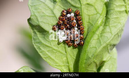 Larves et œufs de la punaise marmorée brune sur une feuille Banque D'Images
