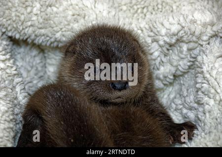 Eurasian Otter (Lutra lutra) 8 semaines orphelin, enfant abandonné. Banque D'Images