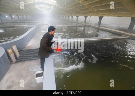 Tangshan, Chine - 23 décembre 2021 : des techniciens nourrissent des mérous dans une ferme, dans le nord de la Chine Banque D'Images