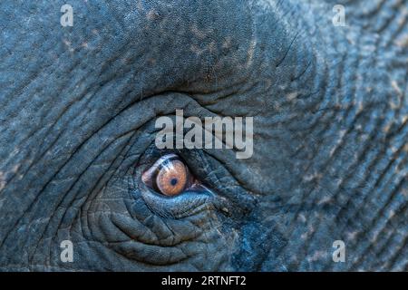 gros plan d'un œil ouvert avec des détails d'éléphant asiatique sauvage ou Elephas maximus en safari dans la forêt de l'inde Banque D'Images