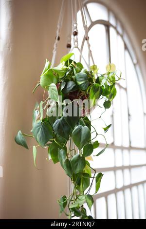 belle jardinière en osier avec une fleur verte sur le fond d'une grande fenêtre. Banque D'Images