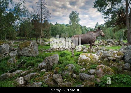 Moose en Scandinavie dans la forêt entre arbres et pierres. Roi des forêts en Suède. Le plus grand mammifère d'Europe. Photo d'animal Banque D'Images