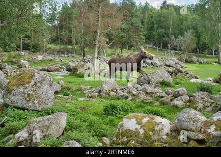 Moose en Scandinavie dans la forêt entre arbres et pierres. Roi des forêts en Suède. Le plus grand mammifère d'Europe. Photo d'animal Banque D'Images