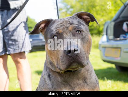 Vue rapprochée de face d'un chien tyran américain XL à l'extérieur en laisse, sans muselière, tenu par le propriétaire. Les chiens sont maintenant classés comme race interdite. Banque D'Images
