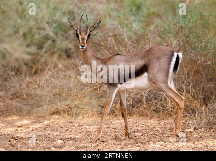 Gazelle de montagne (Gazelle gazelle). Photographié en Israël. La gazelle de montagne est la gazelle la plus commune en Israël, résidant en grande partie dans trois zones Banque D'Images