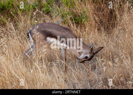 Gazelle de montagne (Gazelle gazelle). Photographié en Israël. La gazelle de montagne est la gazelle la plus commune en Israël, résidant en grande partie dans trois zones Banque D'Images